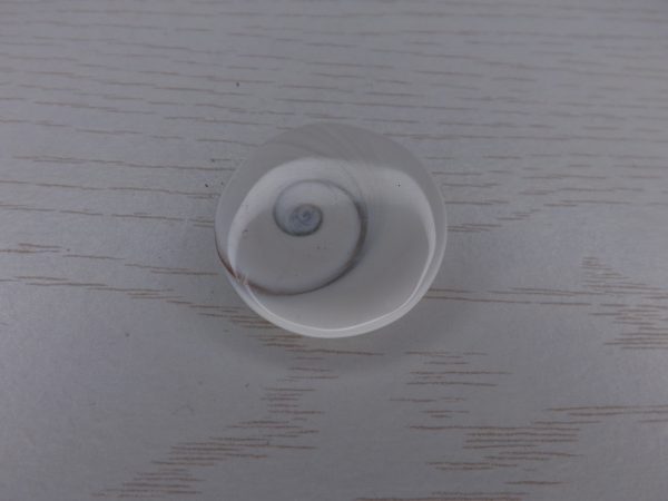 oeil de sainte lucie madagascar 3cm blanche